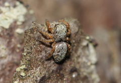 Dendryphantes rudis