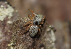 Dendryphantes rudis