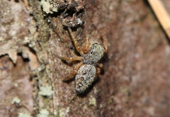 Dendryphantes rudis