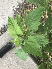 Chenopodium album