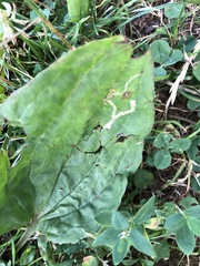 Phytomyza plantaginis