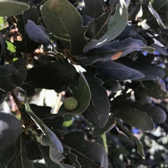 Cynips multipunctata