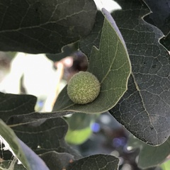 Cynips multipunctata