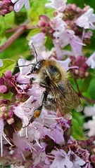 Bombus pascuorum