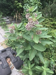 Asclepias syriaca