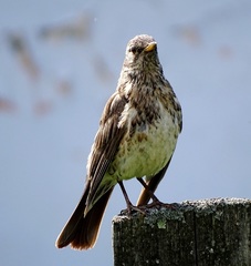 Turdus pilaris