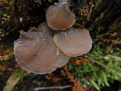 Pseudohydnum orbiculare