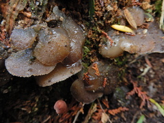 Pseudohydnum orbiculare