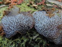 Pseudohydnum orbiculare