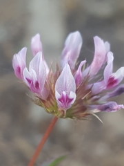 Trifolium variegatum