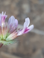 Trifolium variegatum