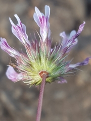 Trifolium variegatum