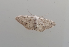 Idaea seriata