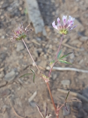 Trifolium variegatum