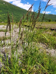 Calamagrostis purpurea