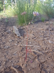 Trifolium variegatum