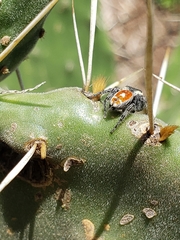 Phidippus cruentus