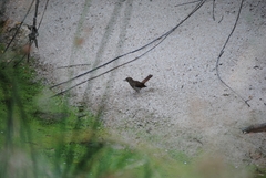 Luscinia megarhynchos