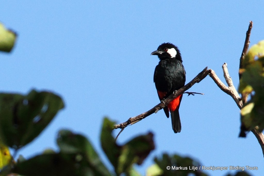 Lowland Peltops photo
