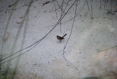Luscinia megarhynchos