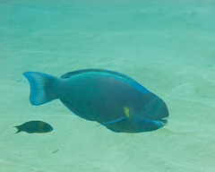 Chlorurus perspicillatus