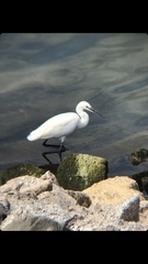 Egretta garzetta
