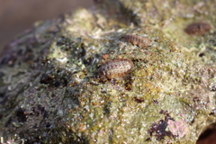 Ischnochiton rissoi