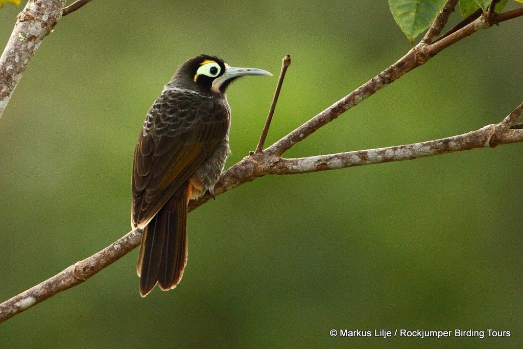 Yellow-browed Melidectes (Melidectes rufocrissalis) photo