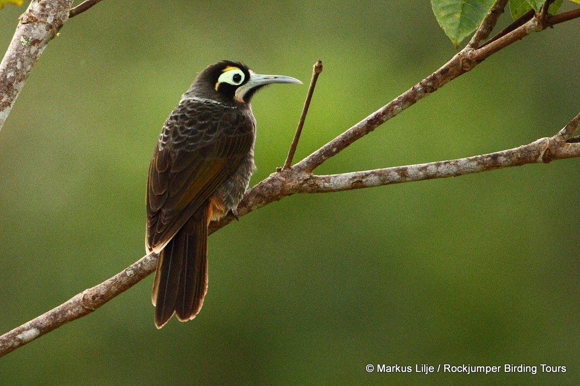Yellow-browed Melidectes illustration