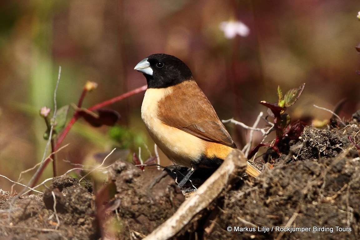 Hooded Munia illustration