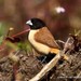 Hooded Munia - Photo (c) Markus  Lilje, some rights reserved (CC BY-NC-ND), uploaded by Markus  Lilje