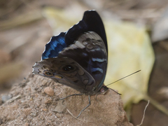 Eunica volumna