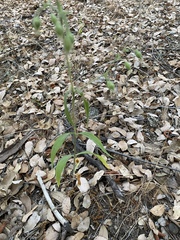 Silene bridgesii