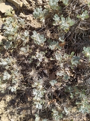 Astragalus arnacantha