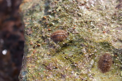 Acanthochitona crinita