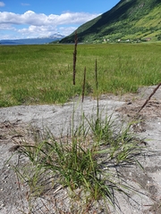 Calamagrostis purpurea
