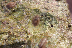 Acanthochitona crinita