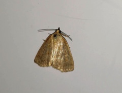 Protodeltote albidula