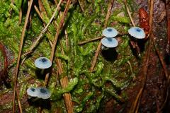Mycena interrupta
