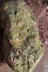 Acanthochitona crinita