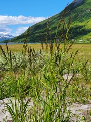 Calamagrostis purpurea