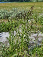 Calamagrostis purpurea