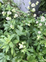 Astrantia major