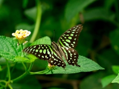 Graphium agamemnon