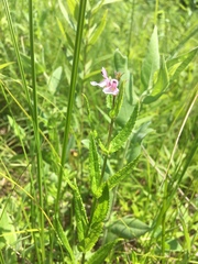 Stachys hyssopifolia