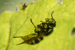 Dolichovespula omissa