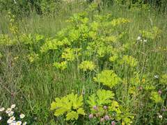 Heracleum sosnowskyi