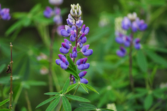 Lupinus campestris