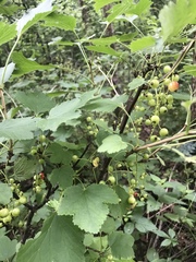 Ribes spicatum