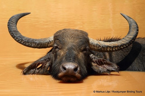 Domestic Water Buffalo